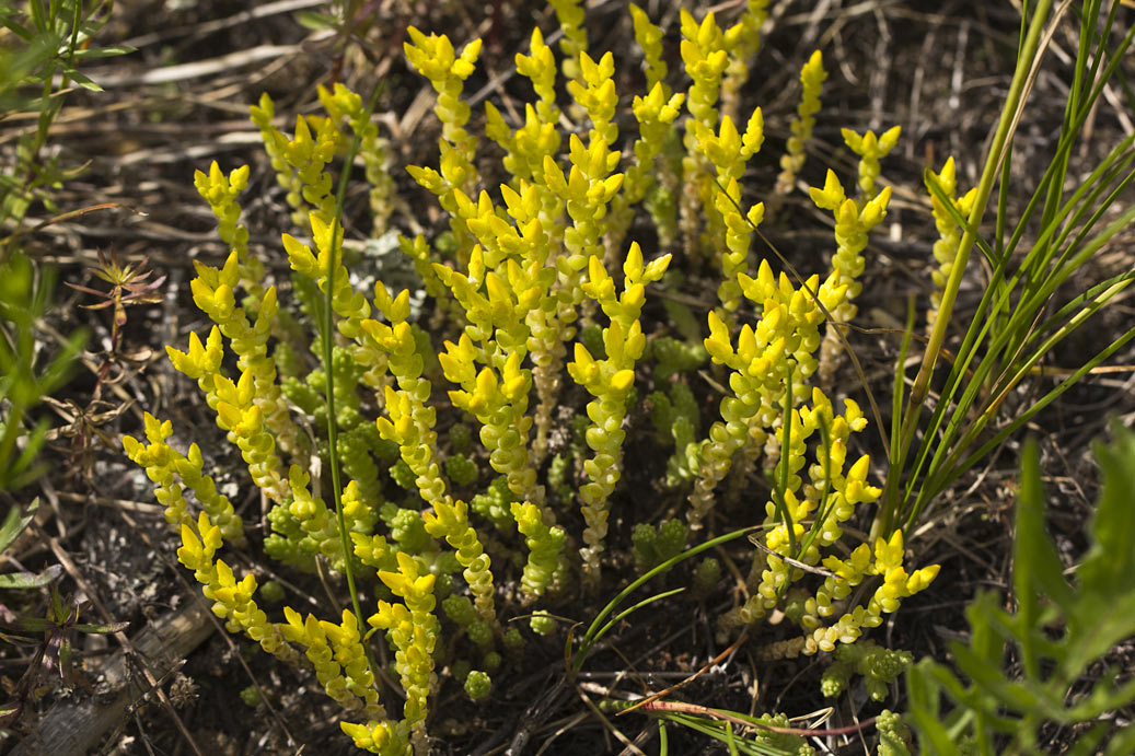 Изображение особи Sedum acre.