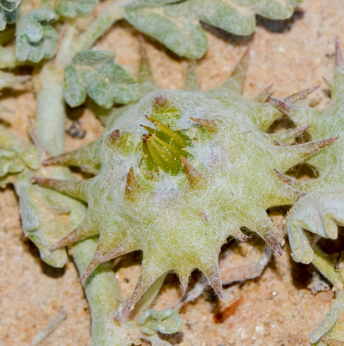 Image of Neurada procumbens specimen.