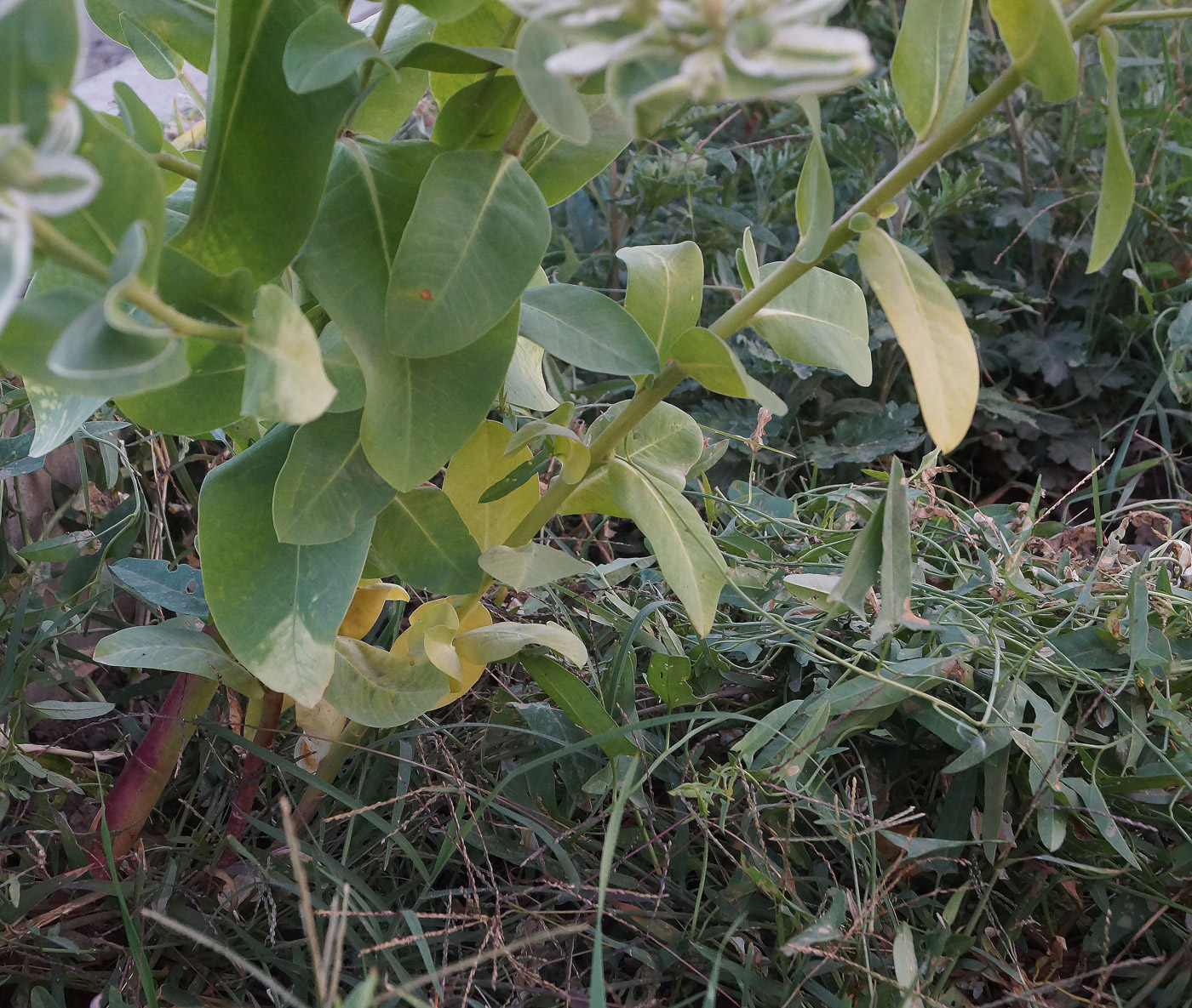 Image of Euphorbia marginata specimen.