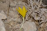 Sternbergia clusiana. Цветущее растение. Израиль, северный Негев, горная гряда Йерухам, каменистое русло водотока. 27.10.2016.