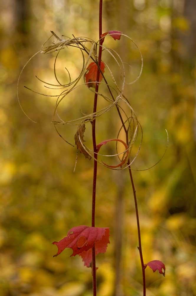 Image of Epilobium montanum specimen.