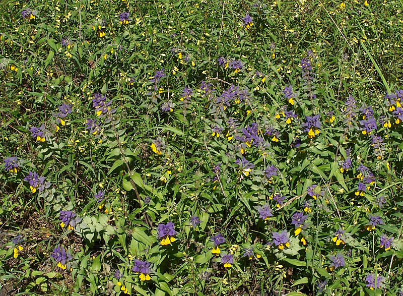 Image of Melampyrum nemorosum specimen.