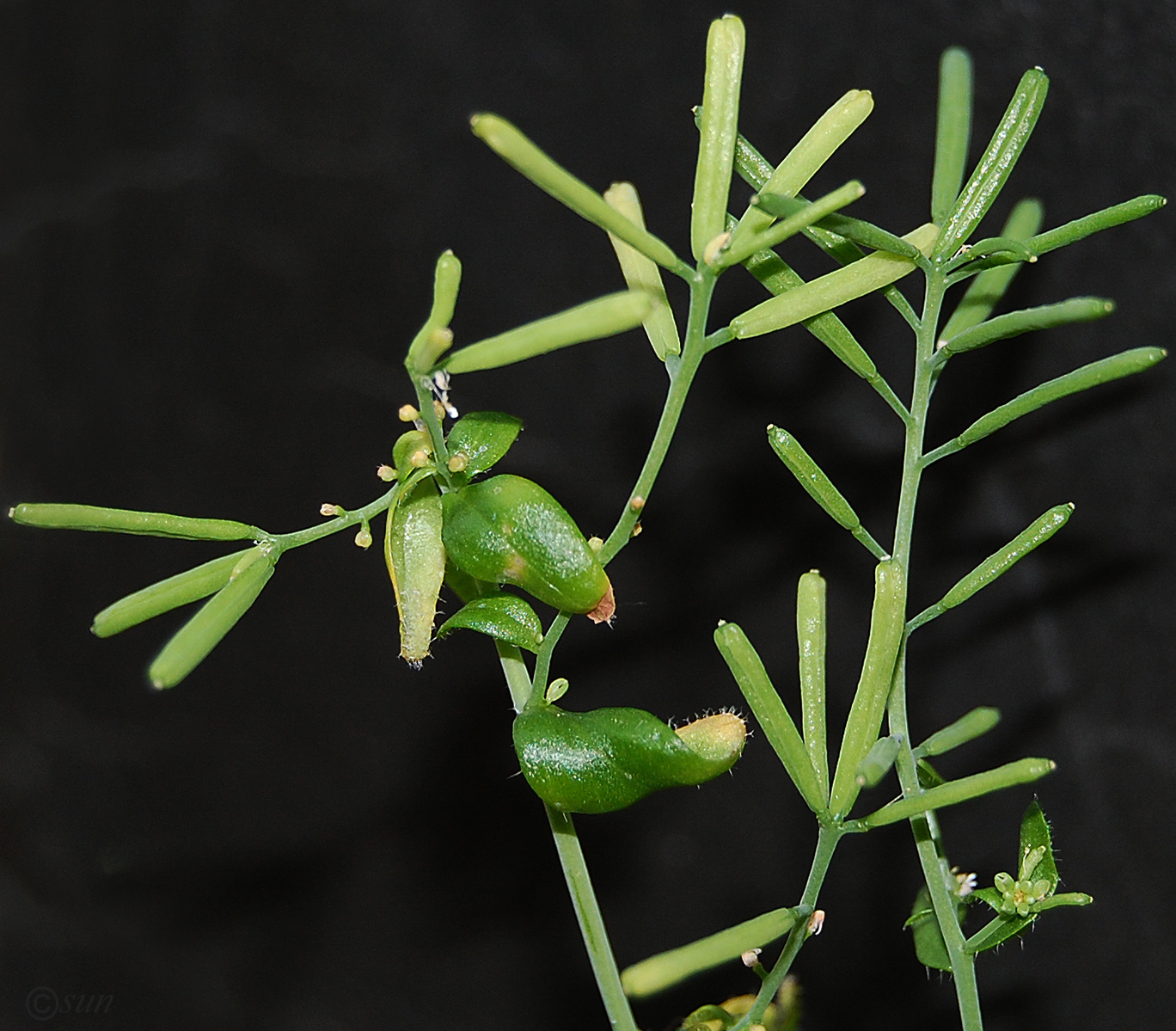 Изображение особи Arabidopsis thaliana.