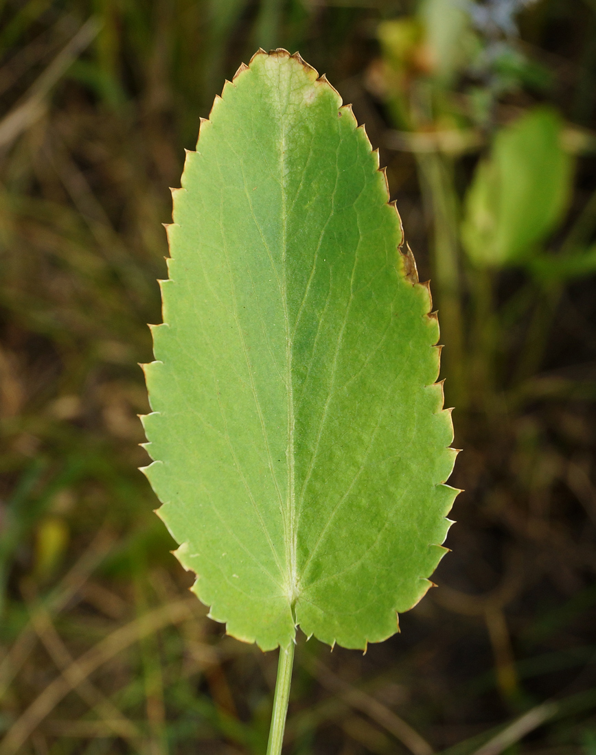 Изображение особи Eryngium planum.