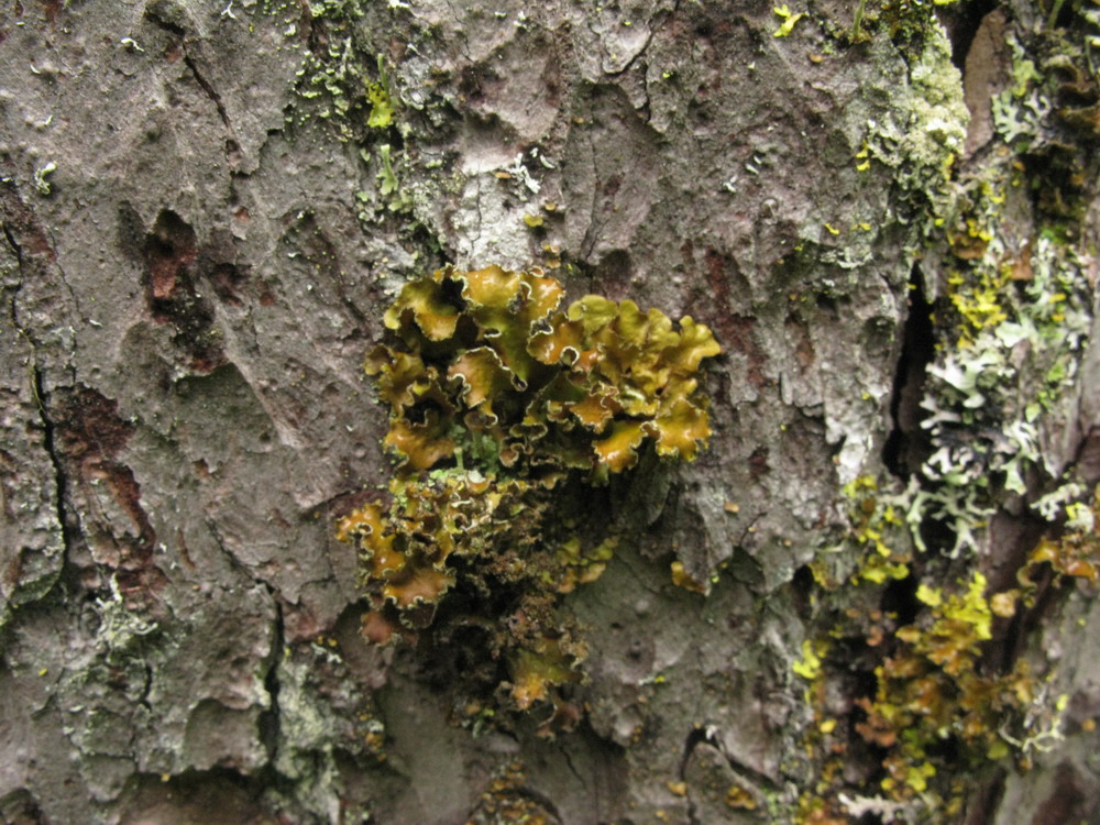 Изображение особи Tuckermanopsis chlorophylla.