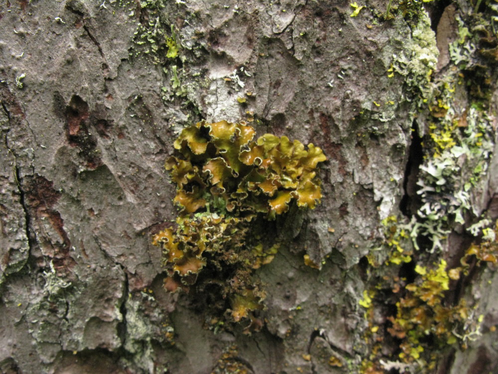 Image of Tuckermanopsis chlorophylla specimen.