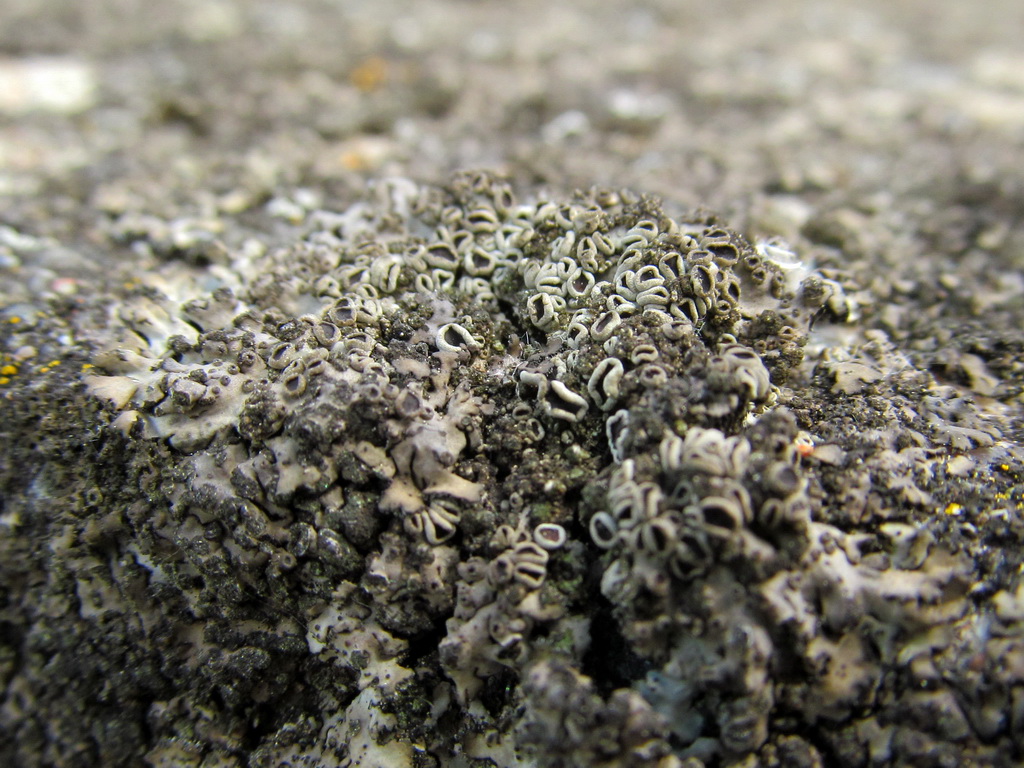 Изображение особи Lecanora allophana.