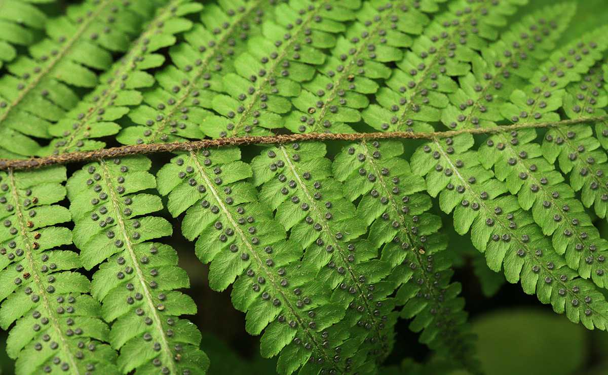 Image of Dryopteris crassirhizoma specimen.