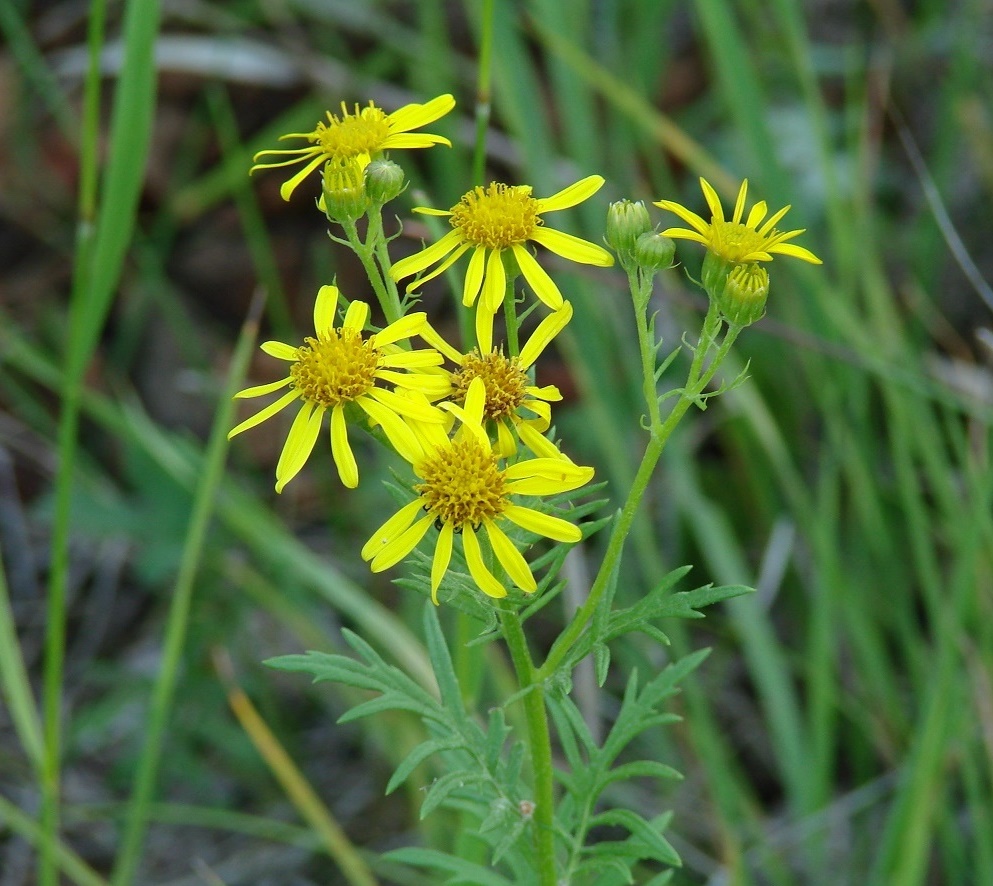 Image of Senecio erucifolius specimen.