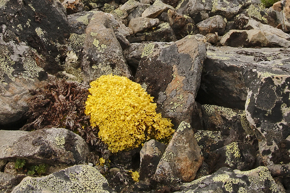 Image of Vulpicida tilesii specimen.