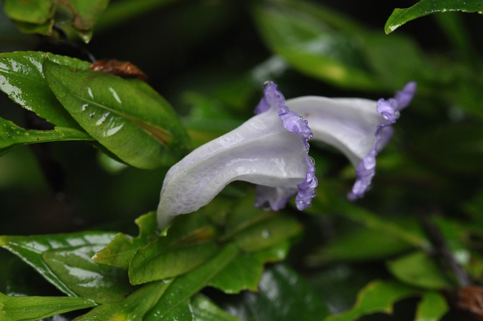 Изображение особи род Strobilanthes.