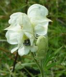 Image of taxon representative. Author is Глеб Камалутдинов