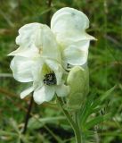 Aconitum anthoroideum. Верхушка цветущего растения. Республика Алтай, Шебалинский р-н, долина р. Черная, южный склон. 3 августа 2005 г.