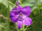 Delphinium ajacis. Цветок. Украина, г. Запорожье, часть балки к югу от областной больницы, возле дороги. 28.05.2016.