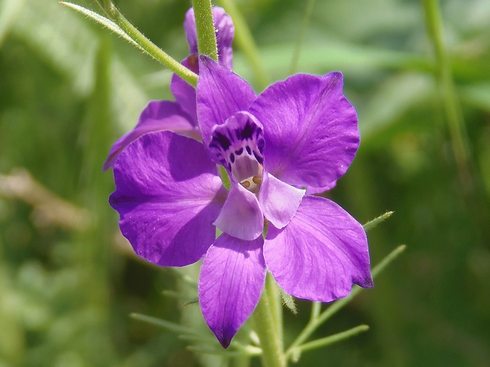 Image of Delphinium ajacis specimen.