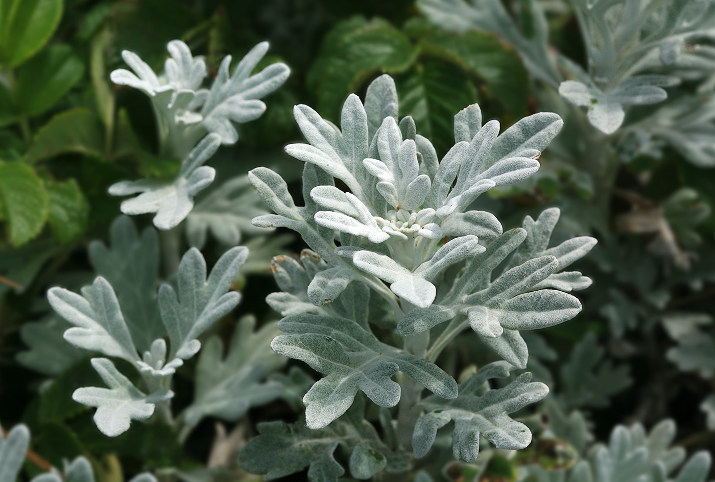 Image of Artemisia stelleriana specimen.