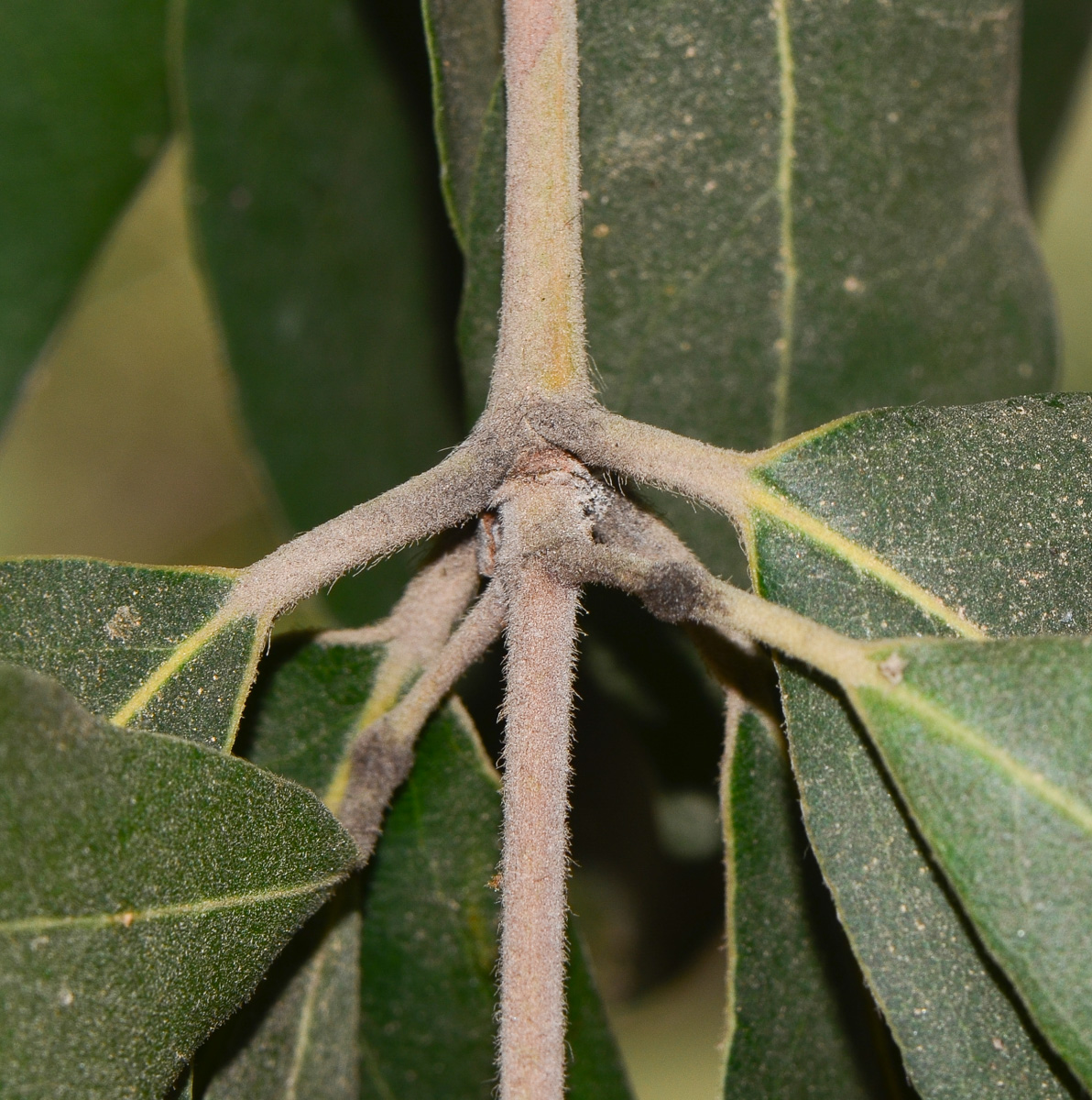 Image of Syncarpia glomulifera specimen.