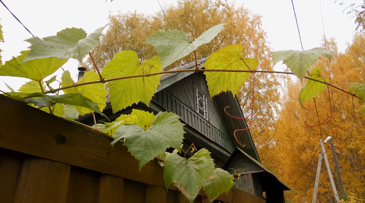 Изображение особи род Vitis.