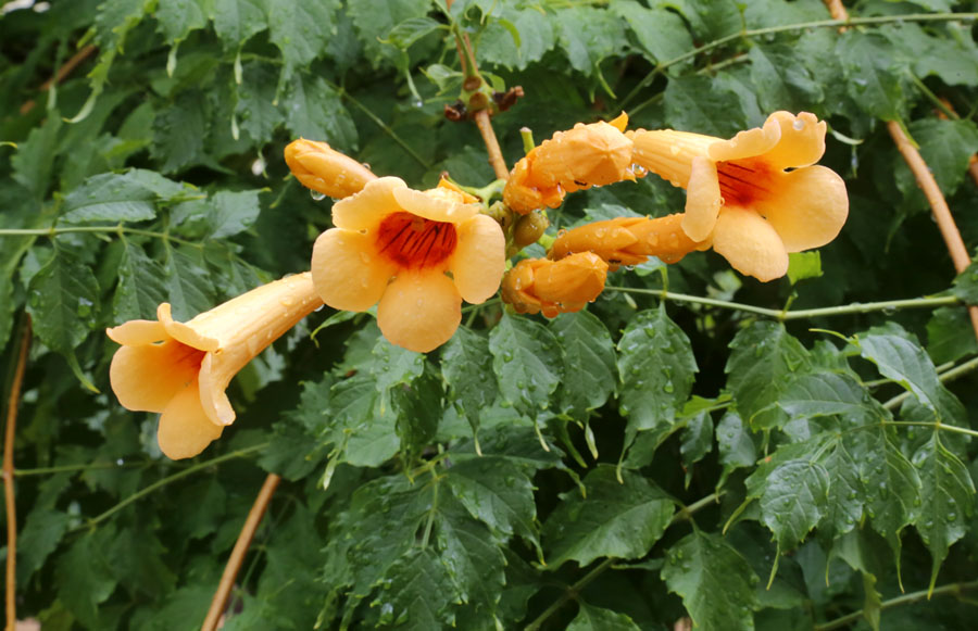 Изображение особи Campsis radicans.