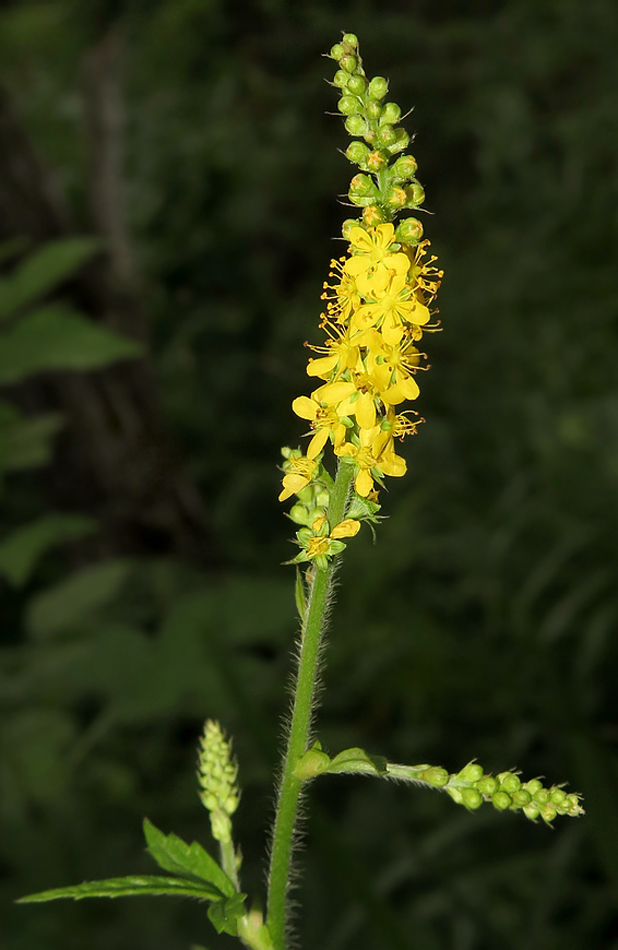 Image of Agrimonia coreana specimen.