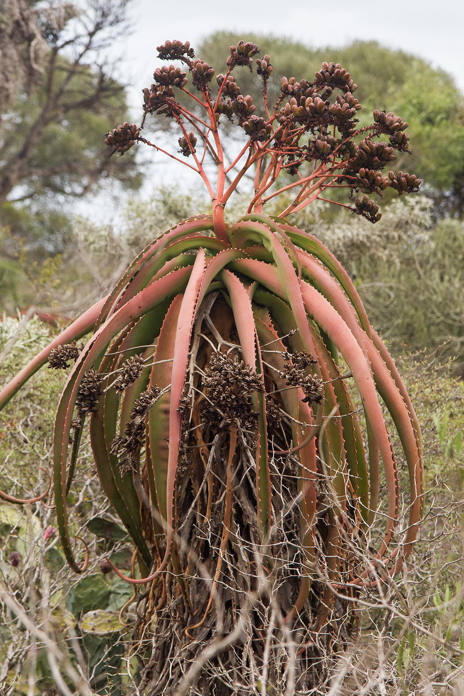 Image of genus Aloe specimen.