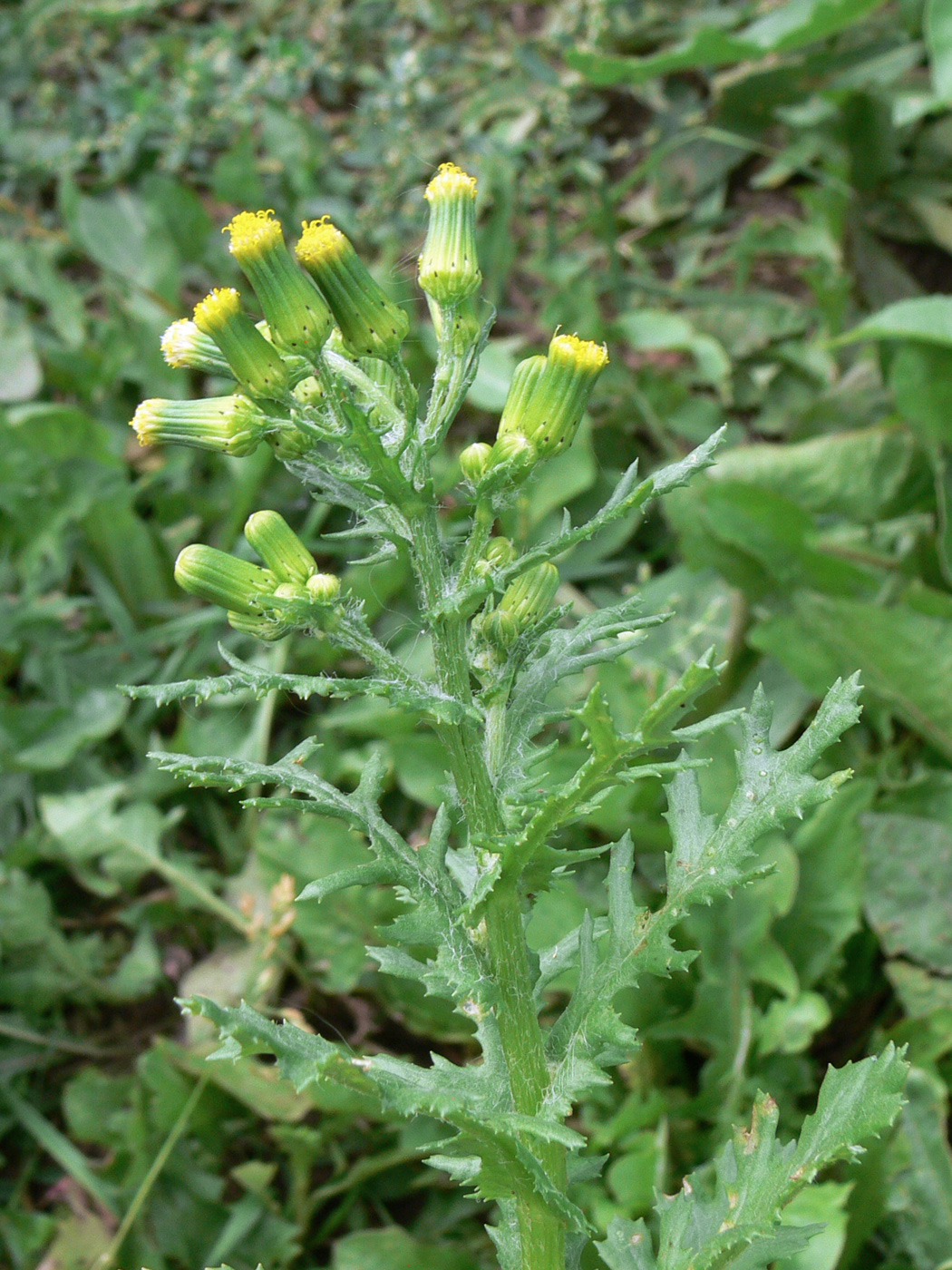 Изображение особи Senecio vulgaris.