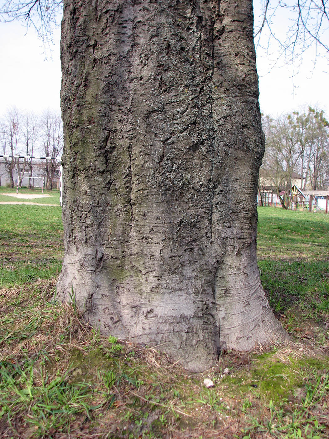 Изображение особи Fagus sylvatica.