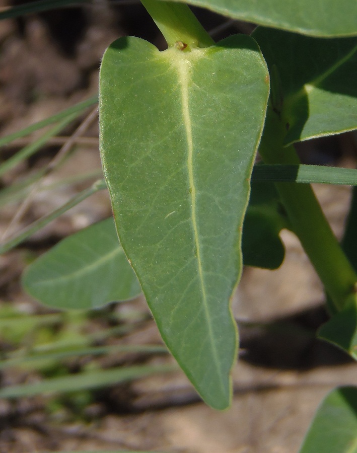 Image of Euphorbia agraria specimen.