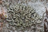 Phaeophyscia orbicularis