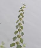Image of taxon representative. Author is Вячеслав Юсупов