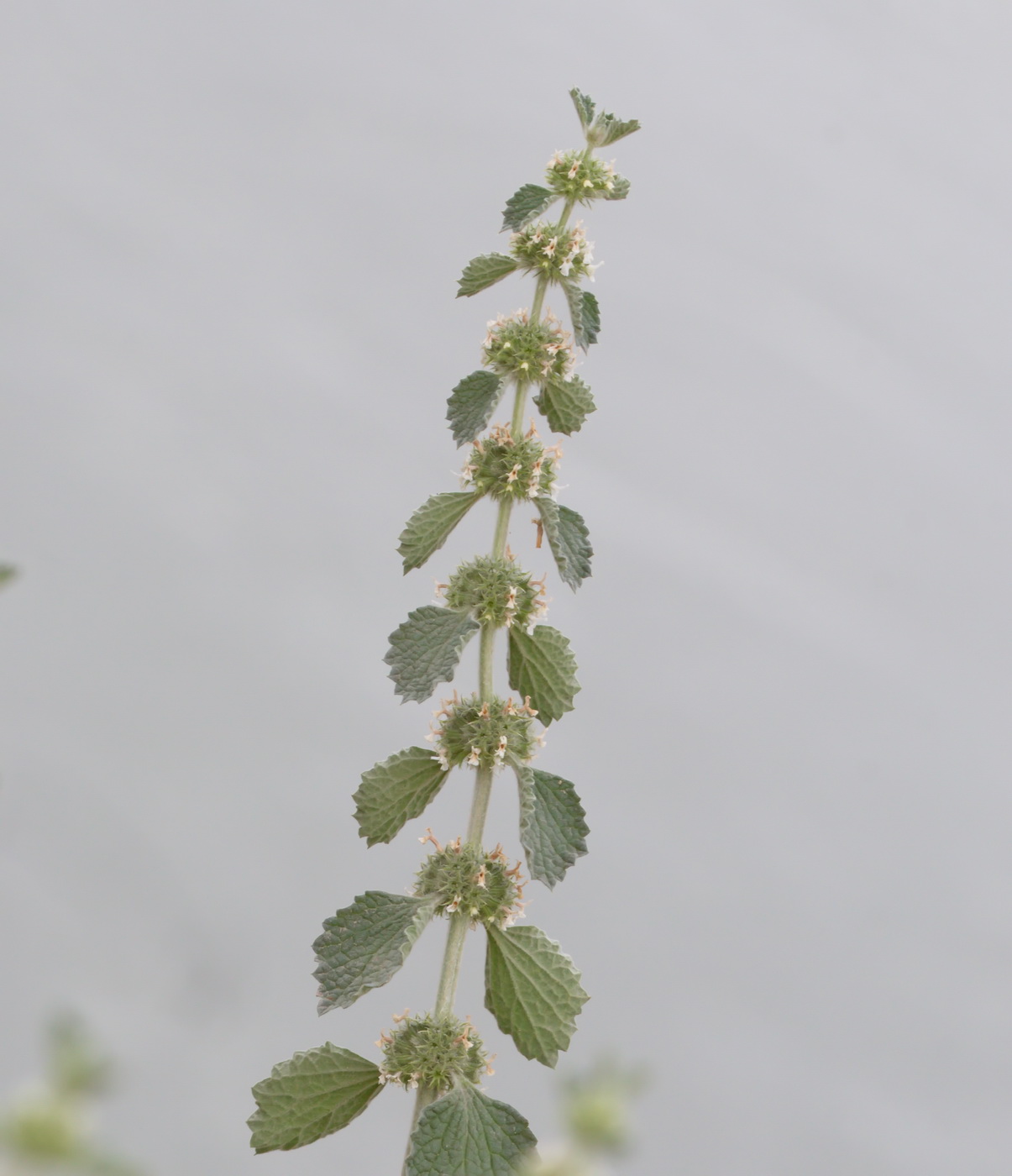 Image of Marrubium anisodon specimen.