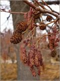 Alnus glutinosa. Мужские (внизу) и женские (в центре) соцветия и прошлогодние соплодия (слева). Чувашия, окр. г. Шумерля, лес возле Низкого поля. 13 апреля 2010 г.