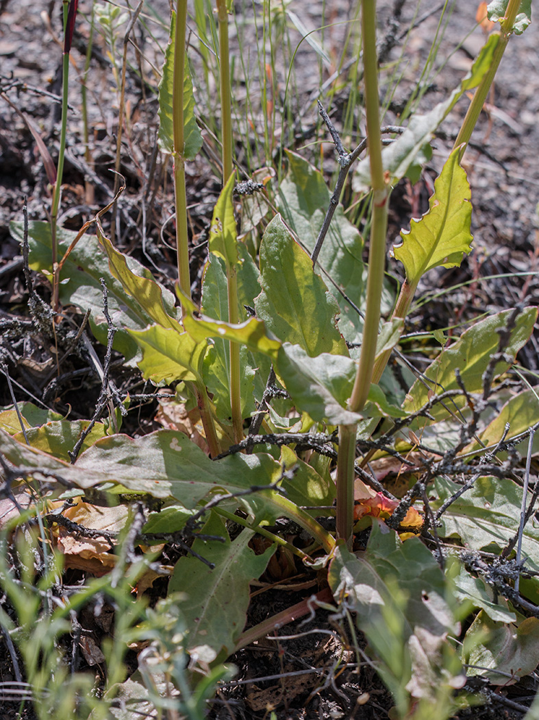 Image of genus Rumex specimen.