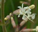 Silene viscosa