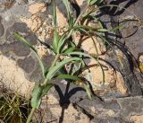 Fritillaria verticillata