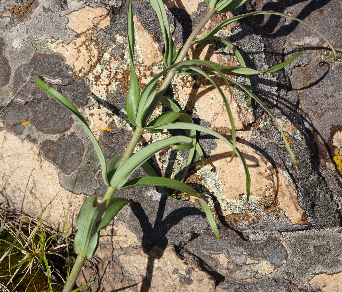 Image of Fritillaria verticillata specimen.