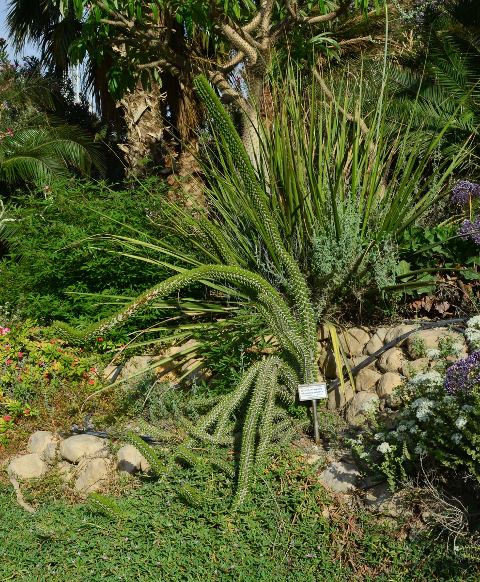 Image of Alluaudia procera specimen.