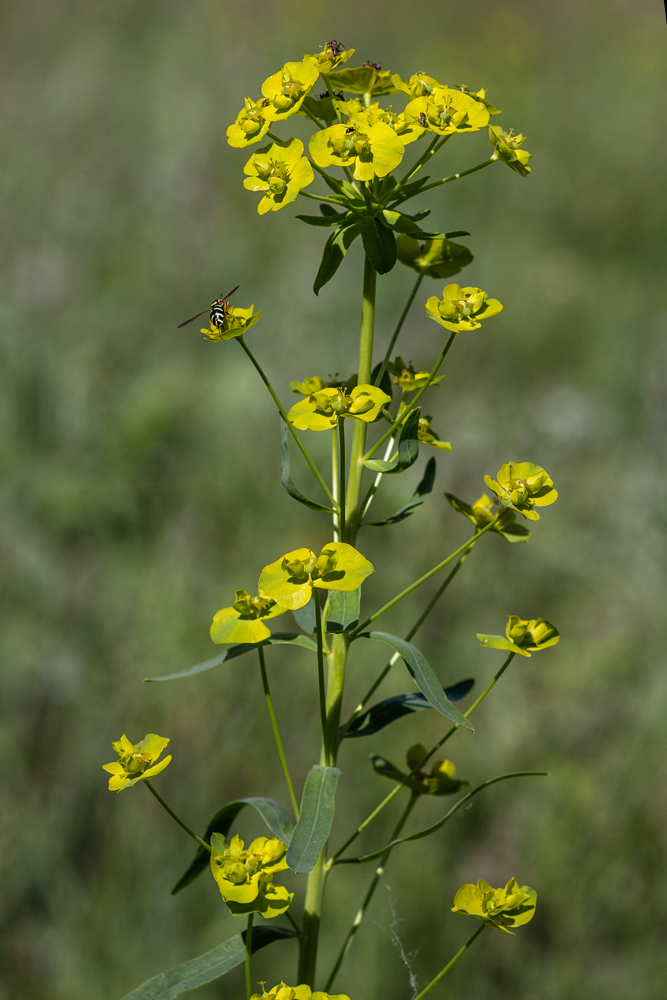 Изображение особи Euphorbia virgata.