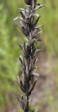 Oenothera rubricaulis