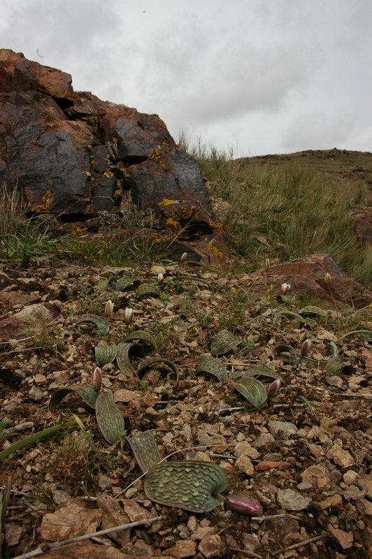 Image of Tulipa regelii specimen.