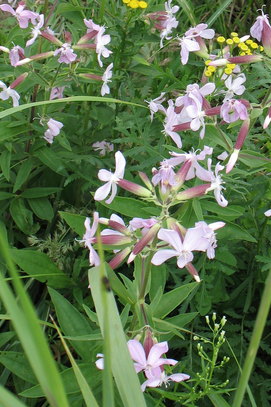 Изображение особи Saponaria officinalis.