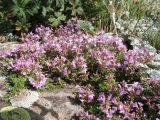 Thymus dmitrievae. Цветущее растение. Южный Казахстан, Таласский Алатау, запов. Аксу-Жабаглы, урочище Каскабулак, выс. 3200 м н.у.м., моренные отложения. 16 июля 2017 г.