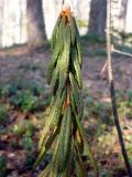 Ledum palustre. Верхушка побега перезимовавшего растения. Чувашия, окр. г. Шумерля, лесной массив \"Торф\". 29 марта 2008 г.
