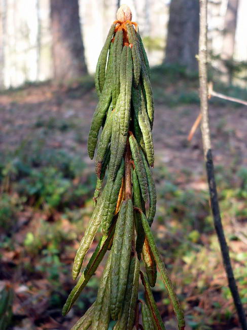 Image of Ledum palustre specimen.