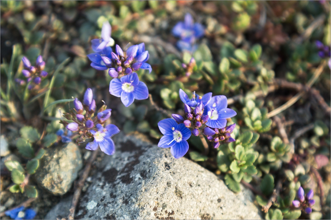 Изображение особи Veronica liwanensis.