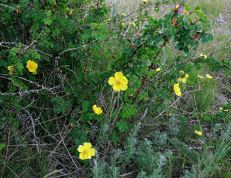 Image of Rosa platyacantha specimen.