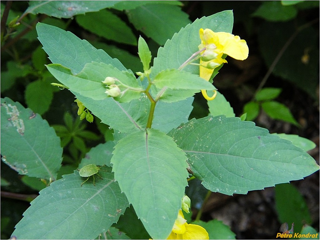 Image of Impatiens noli-tangere specimen.