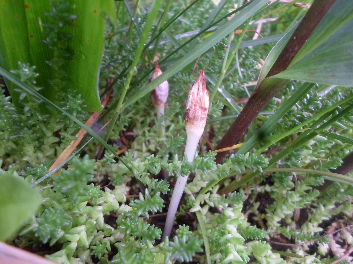 Image of Crocus vernus specimen.