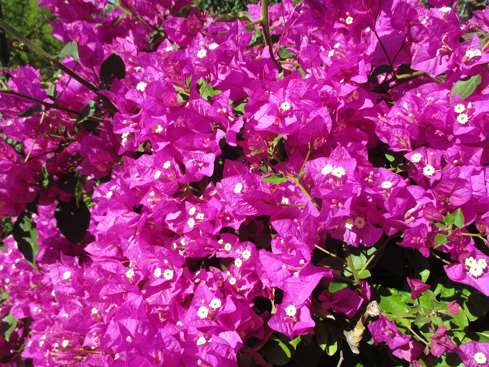 Image of Bougainvillea glabra specimen.