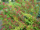 Weigela florida. Часть кроны цветущего растения. Волгоград, пос. Металлургов, Региональный Ботсад, в культуре. 22.05.2013.